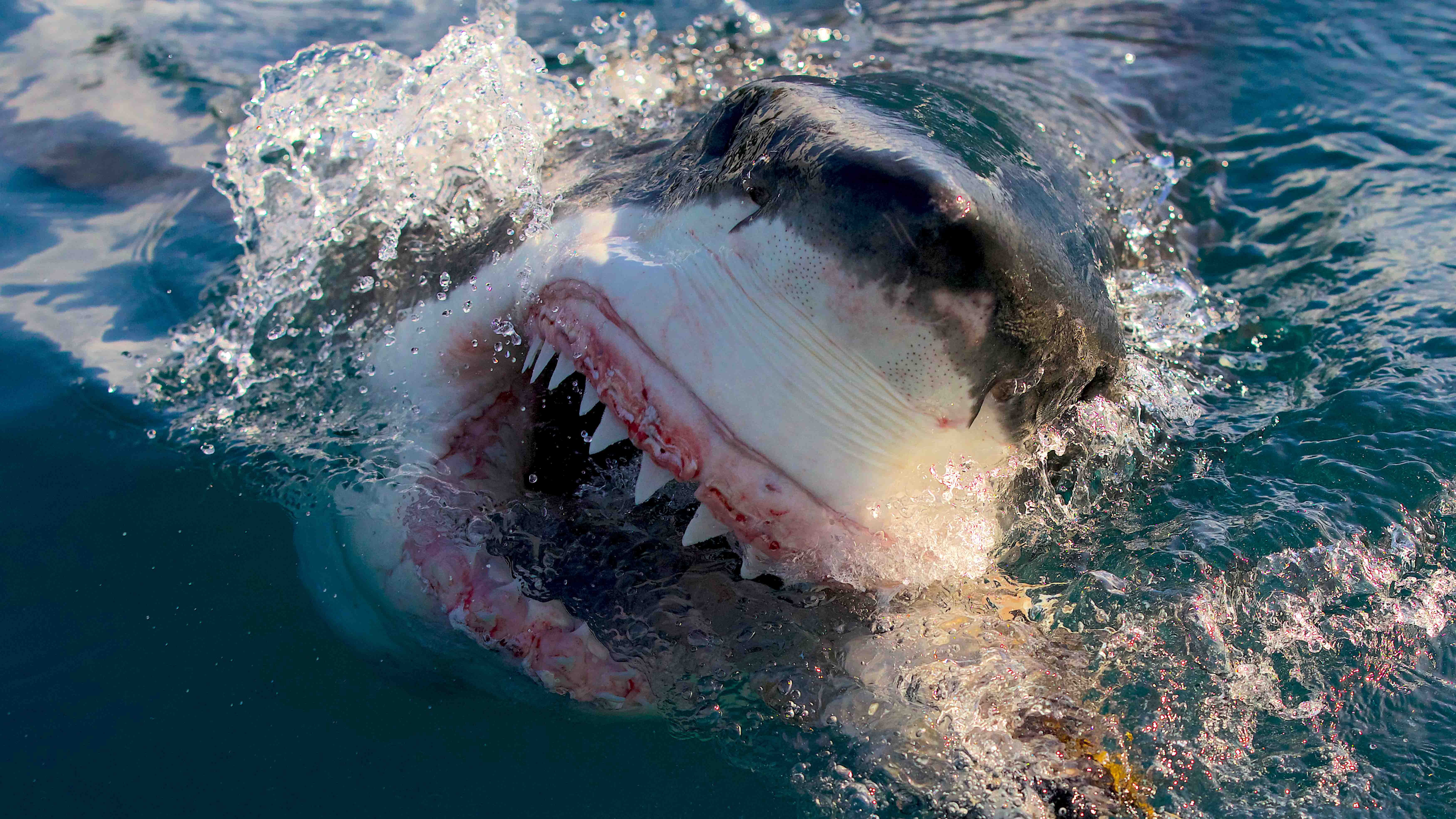 Shark Bite  : Unveiling the Mystery and Danger of these Ferocious Predators